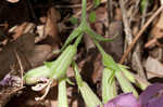 Sticky catchfly